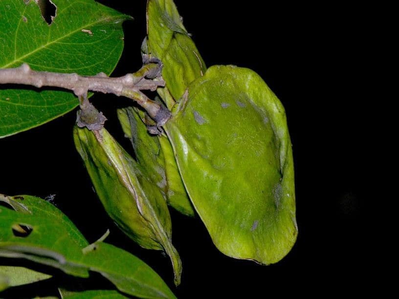 Pterocarpus