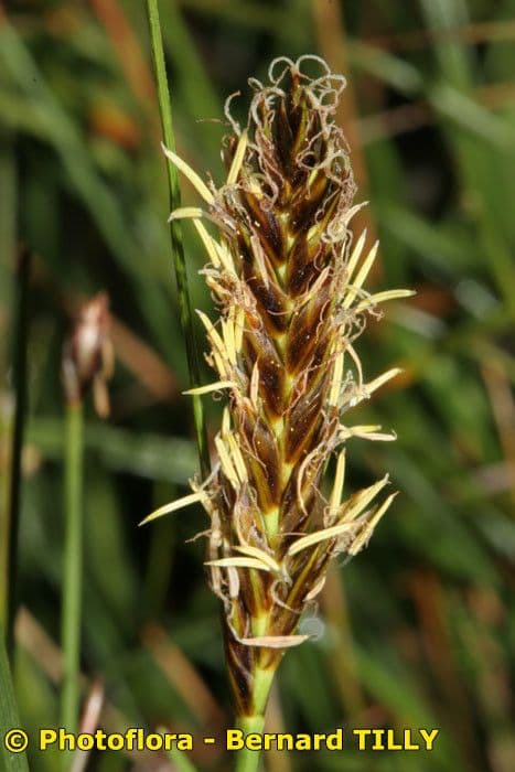 Lisca compressa 3