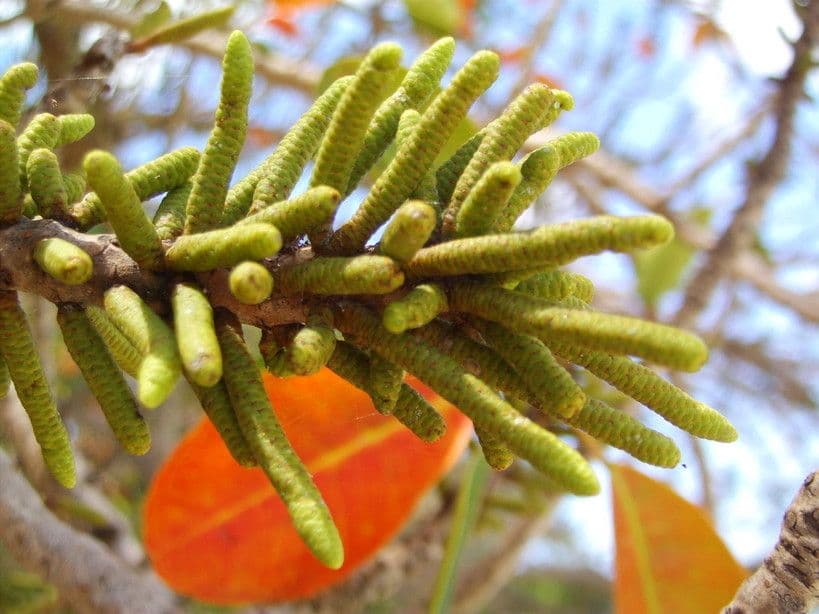 Excoecaria agallocha 6