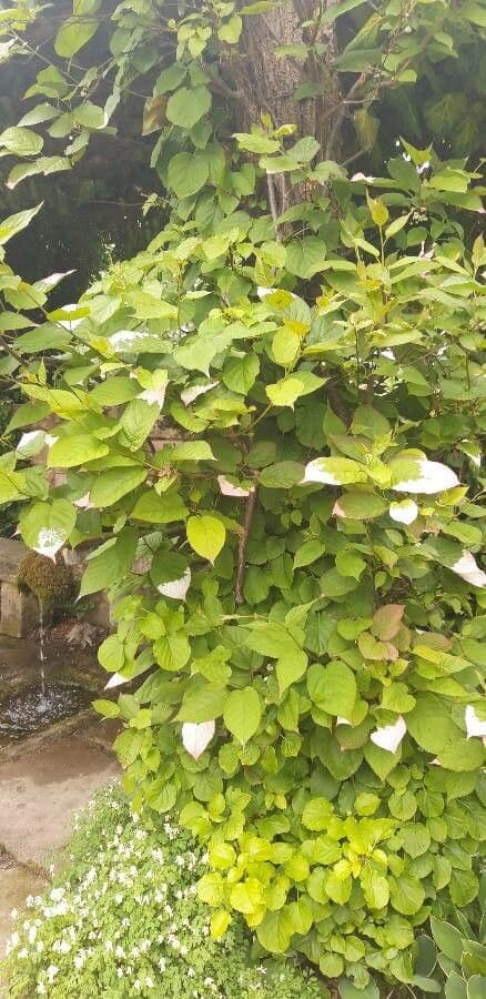 Actinidia kolomikta 12