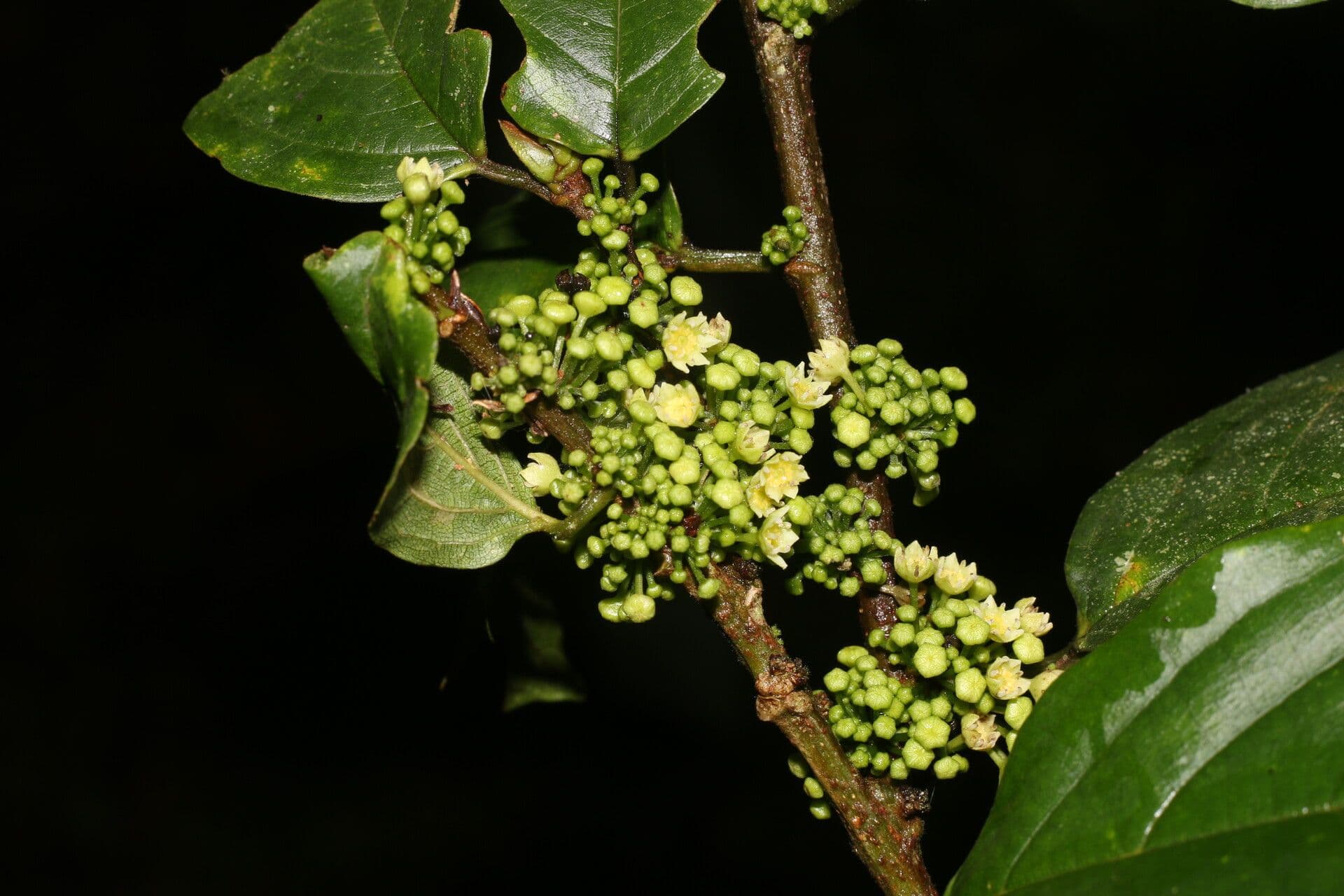 Colubrina 3