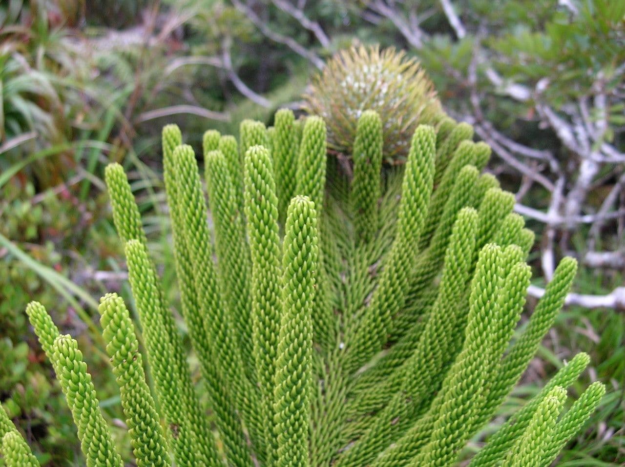 Schmidts Araukarie 8