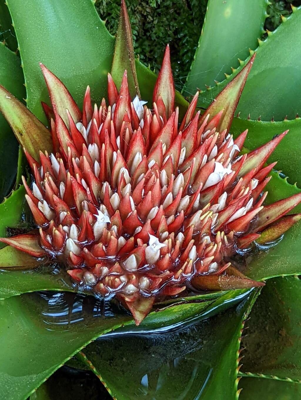 Amazonas-Nidularium
