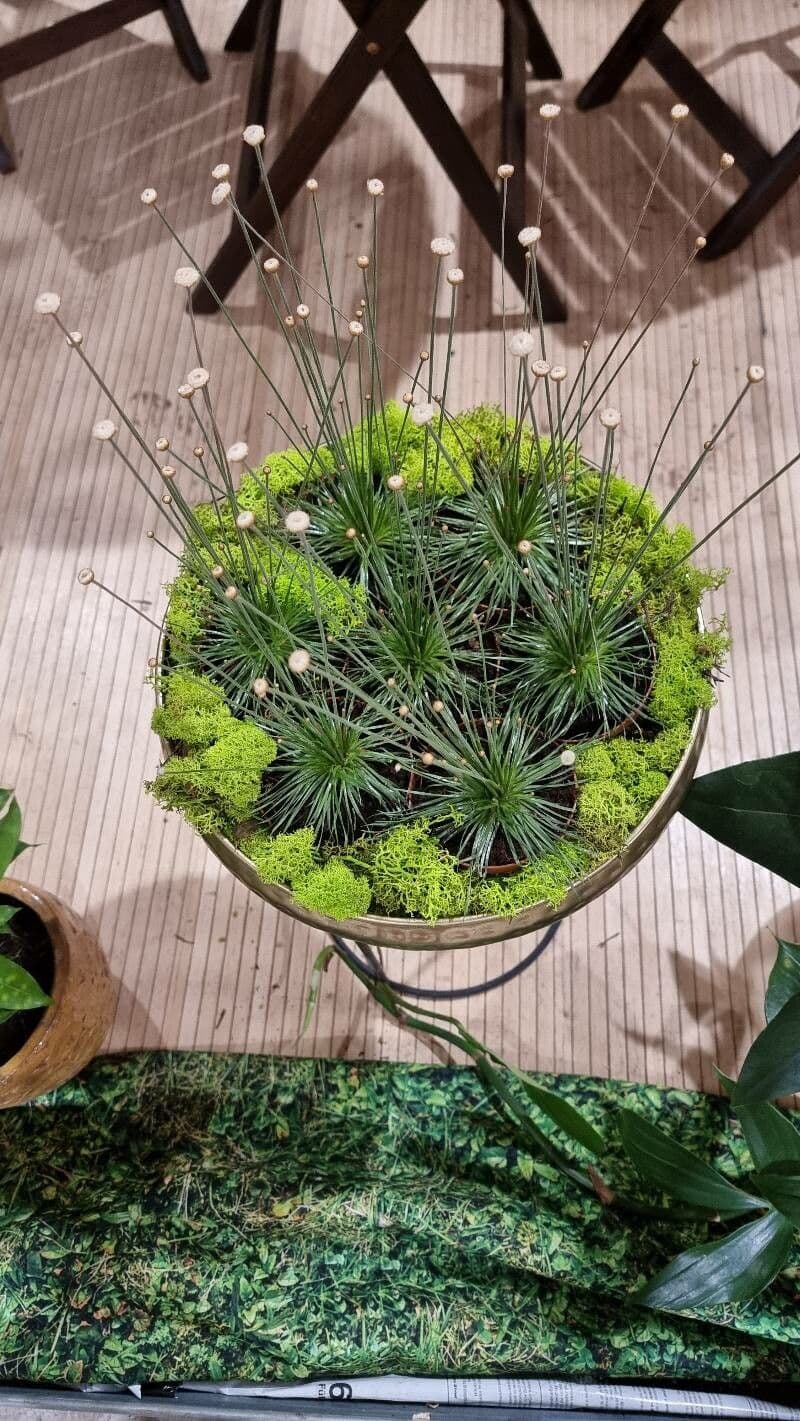 Syngonanthus 5