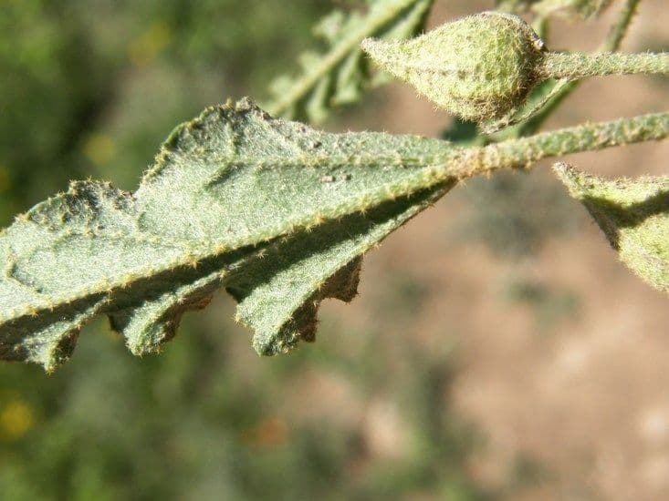 Malva lanza 15