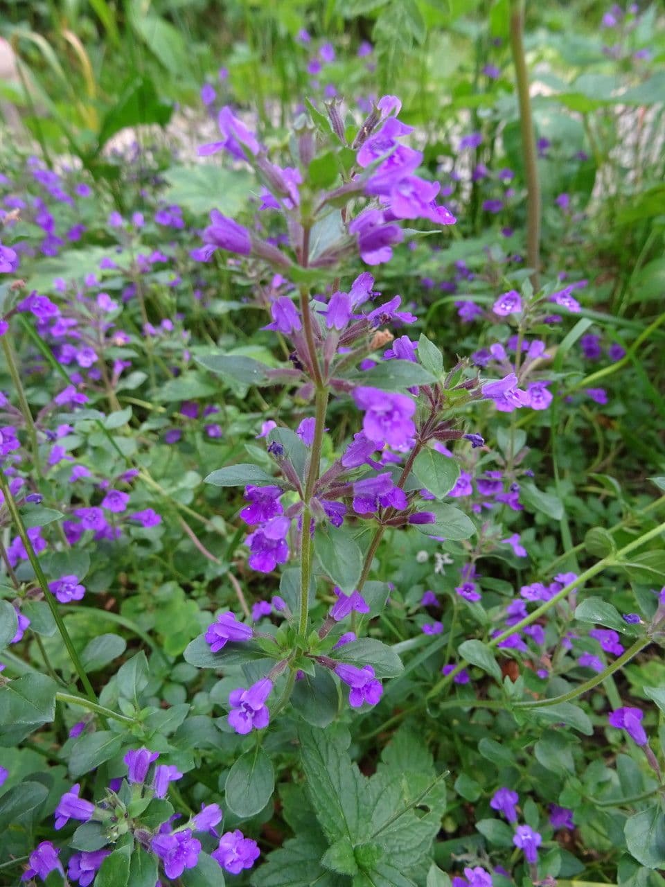 Calaminta alpina 29
