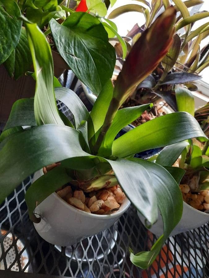Guzmania monostachia 22