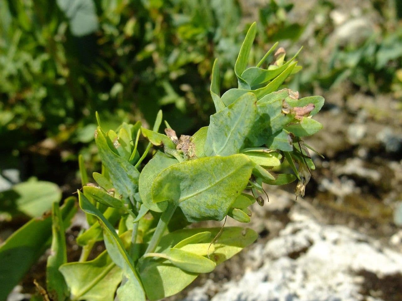 Cerinthe liscia 15
