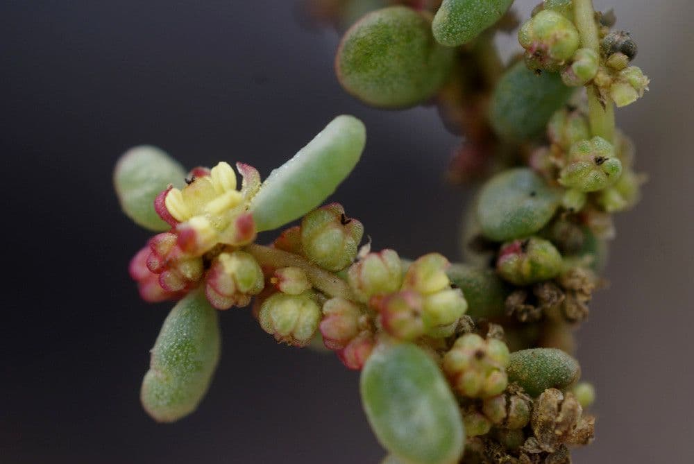 Suaeda vermiculata 3