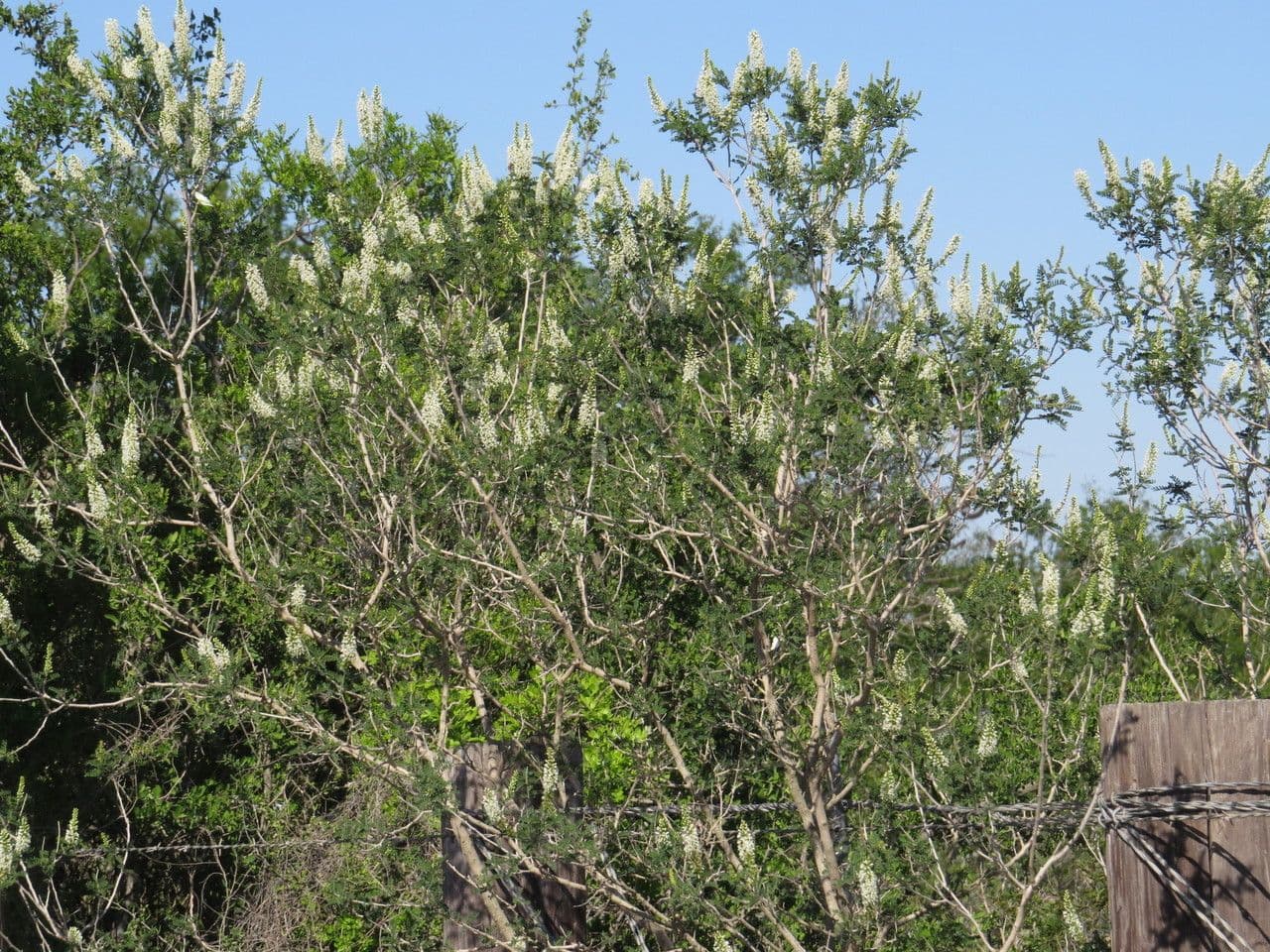Eysenhardtia 8