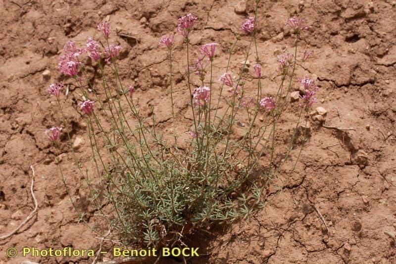 Asperula hirsuta 7