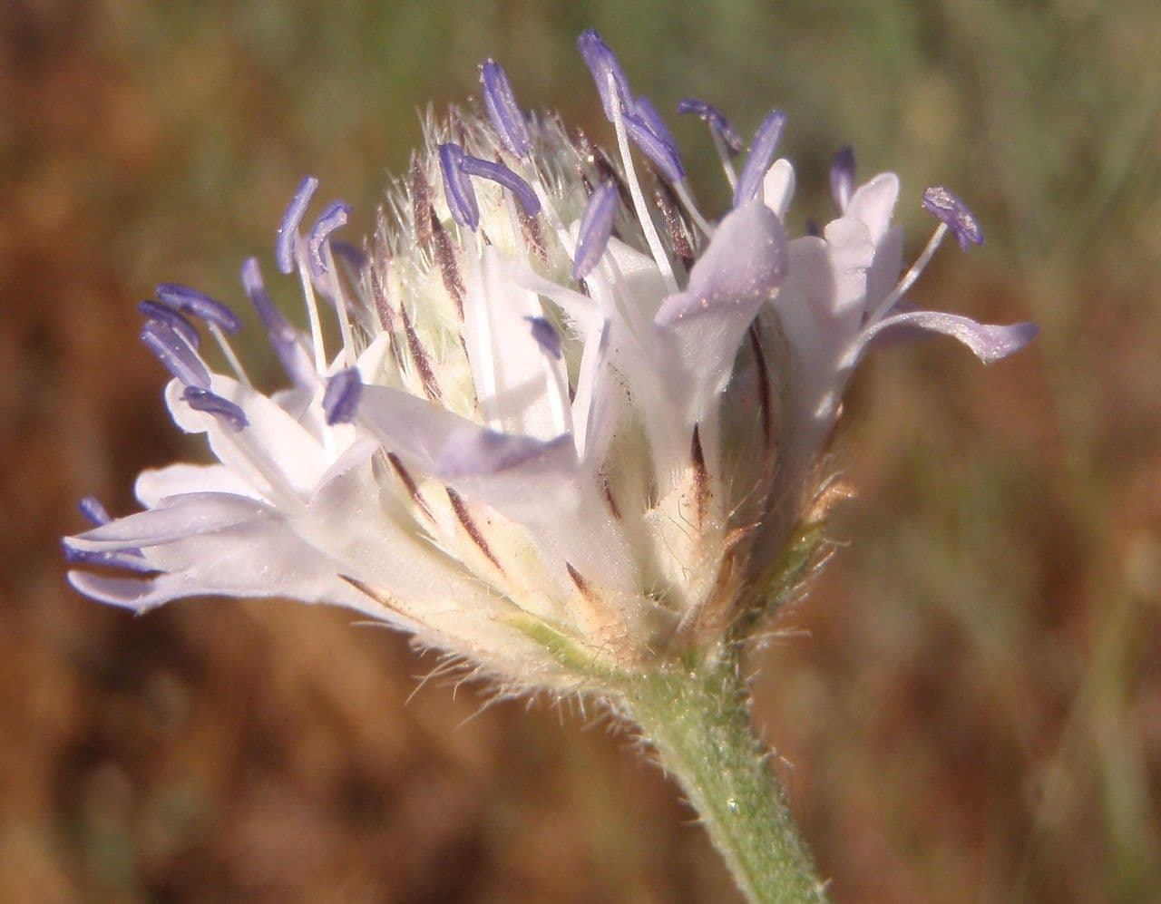Cephalaria transilvana 7
