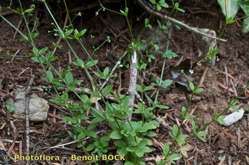 Asperula levigata 2