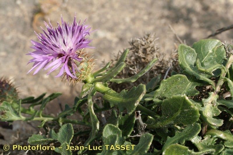 Centaurea 25
