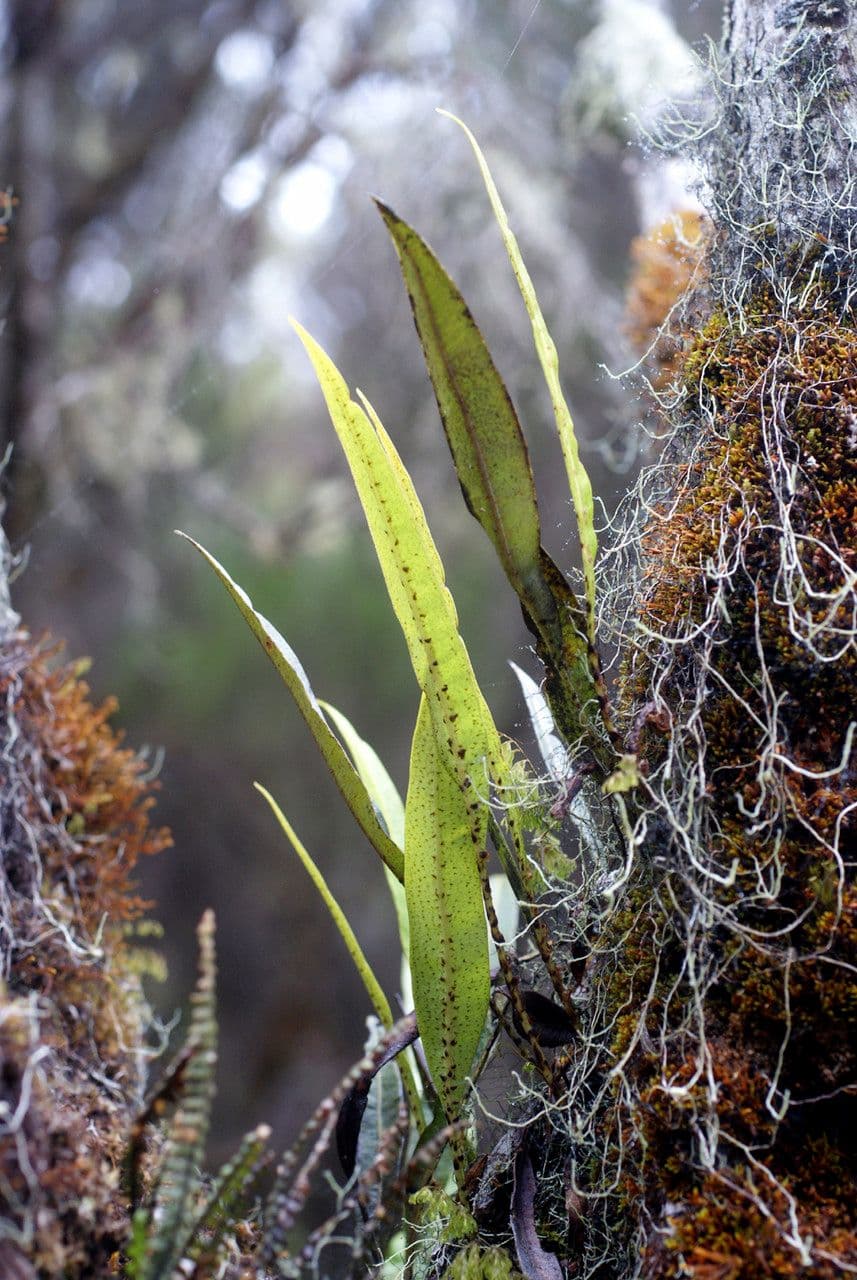 Elaphoglossum 9