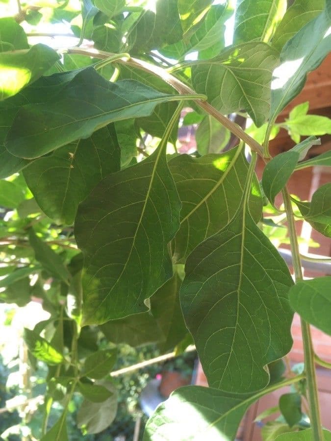 Lycianthes 16