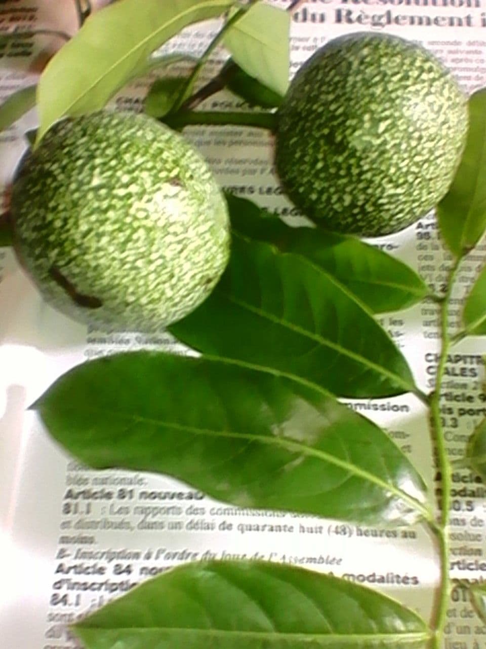 Orchideenbaum