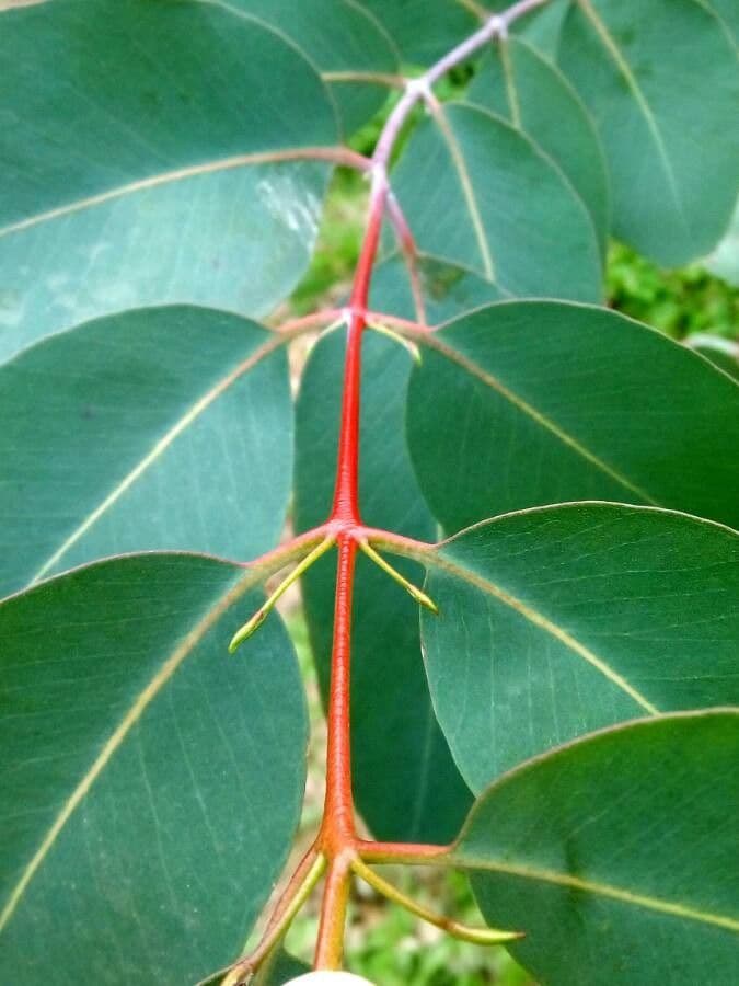 Robust-Eukalyptus 19