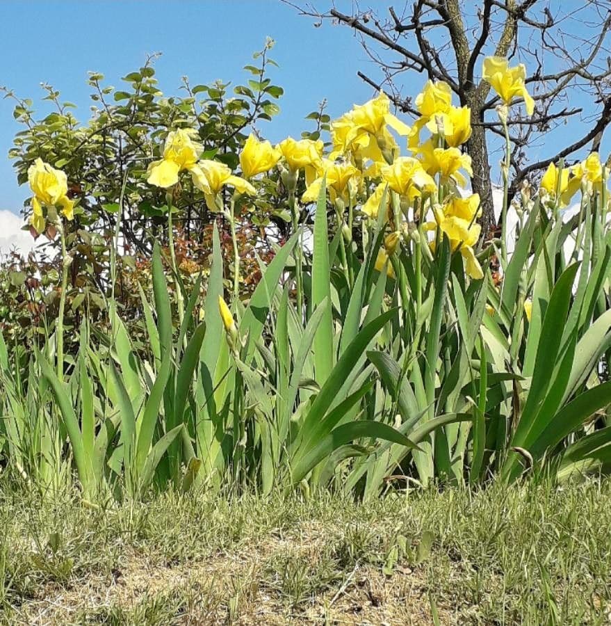 Sumpf-Schwertlilie 12