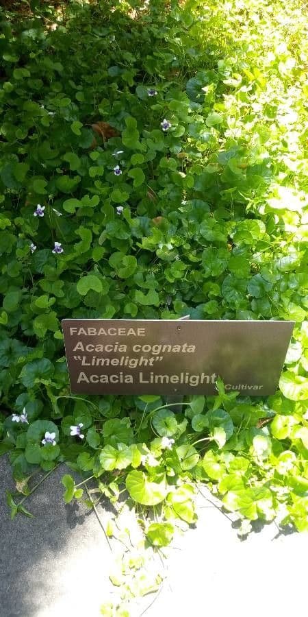 Acacia 14