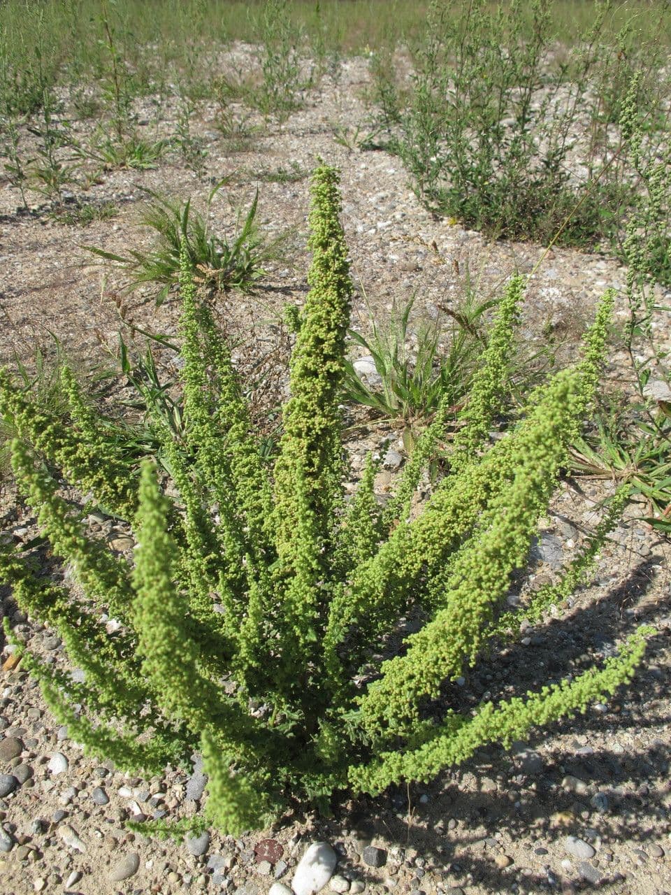 Chenopodio 10