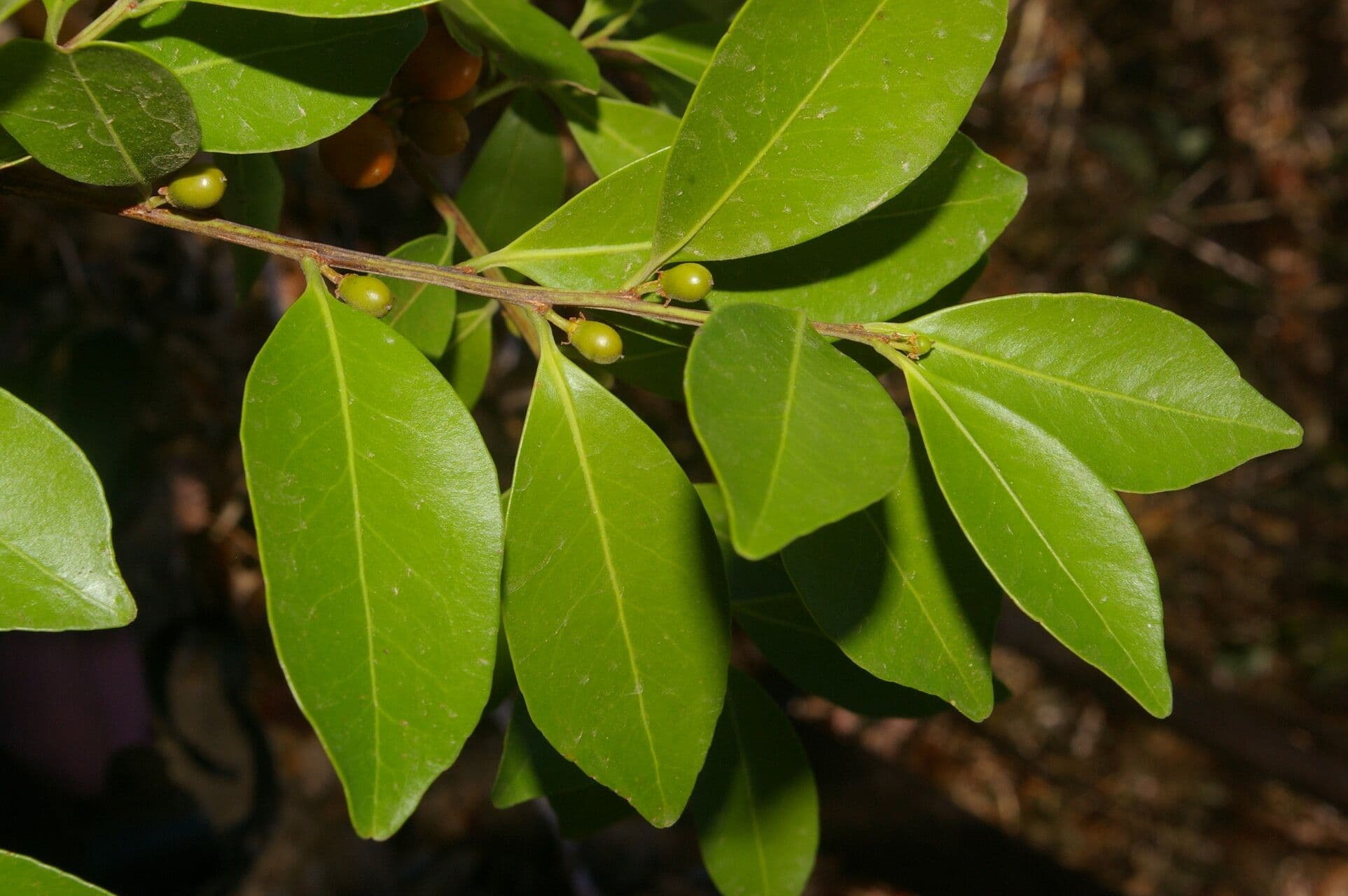 Maytenus 11
