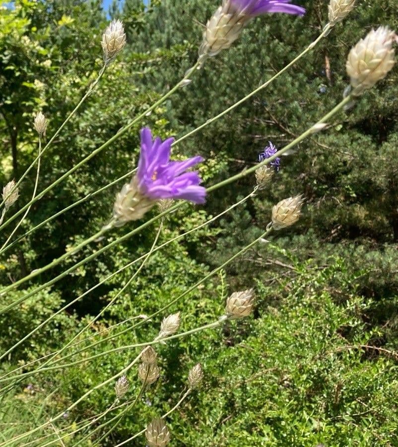 Cupidine azzurra