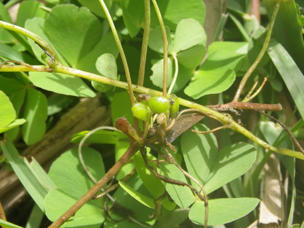 Marsilea minuta 3