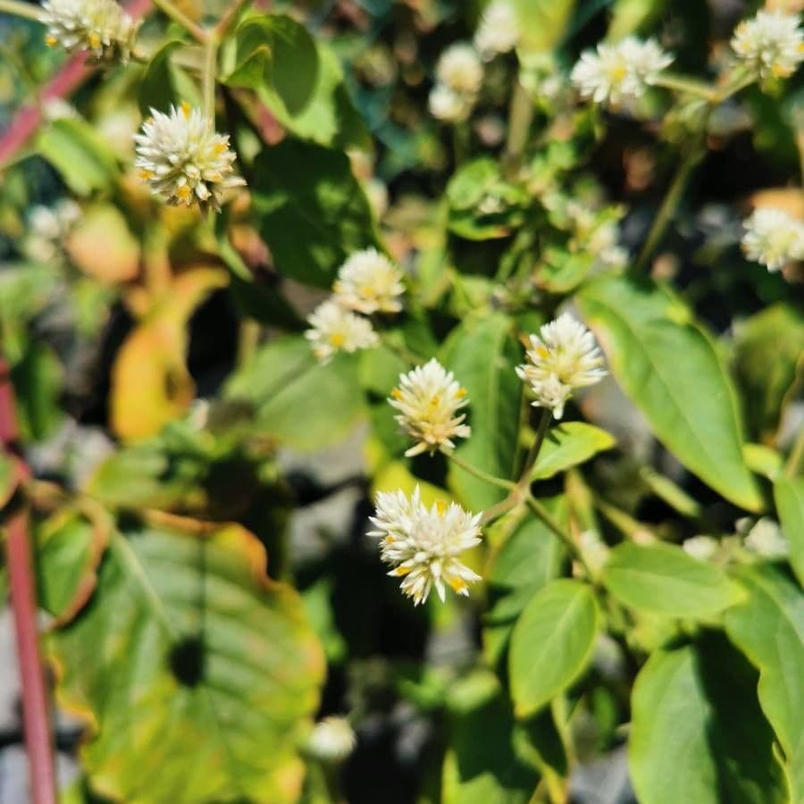 Yellow joyweed 3