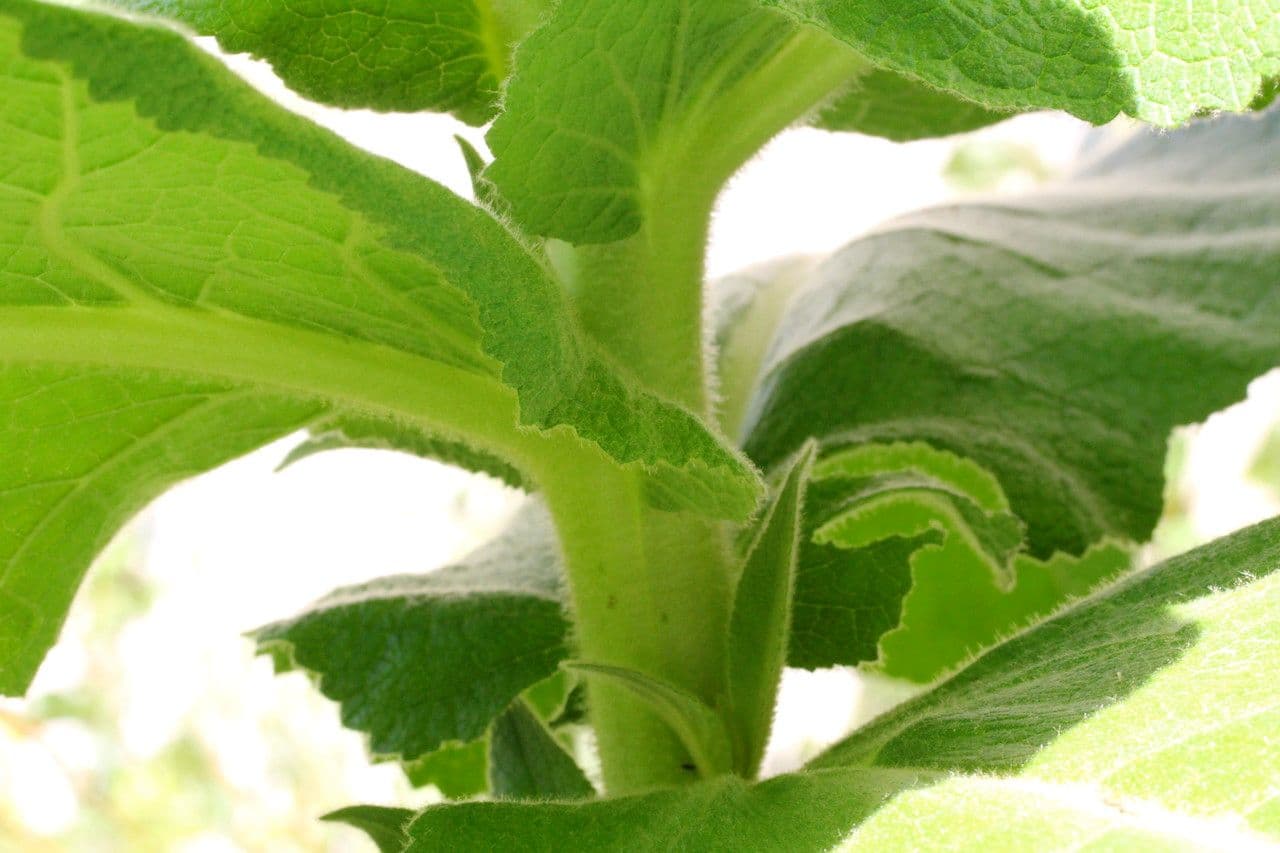Verbasco phlomoides 23