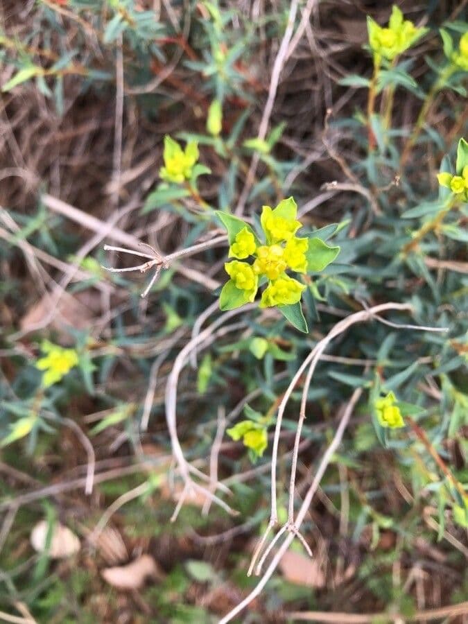 Euphorbia 6