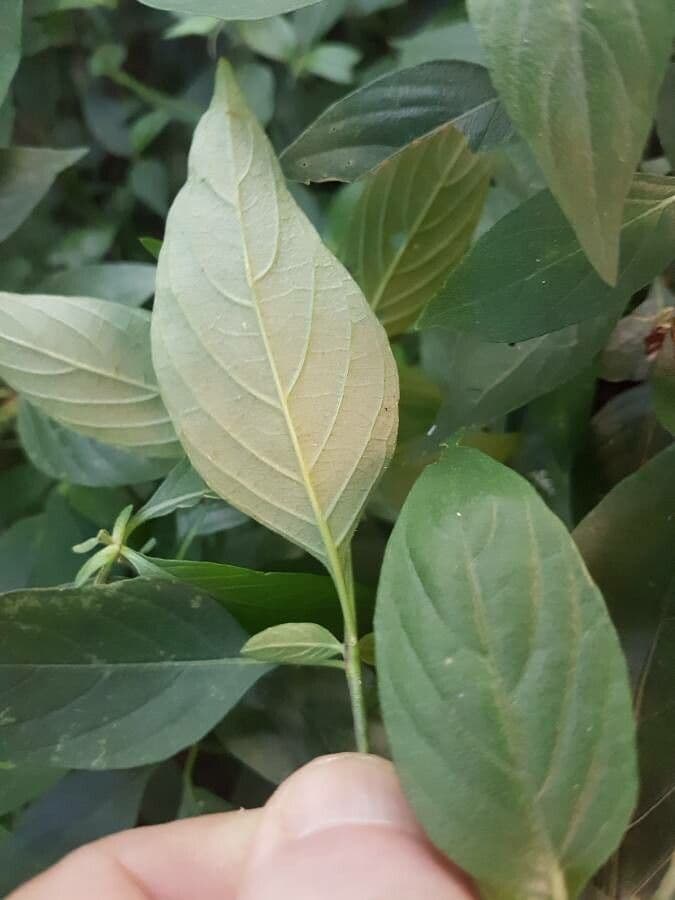 Ruellia bahiense 4