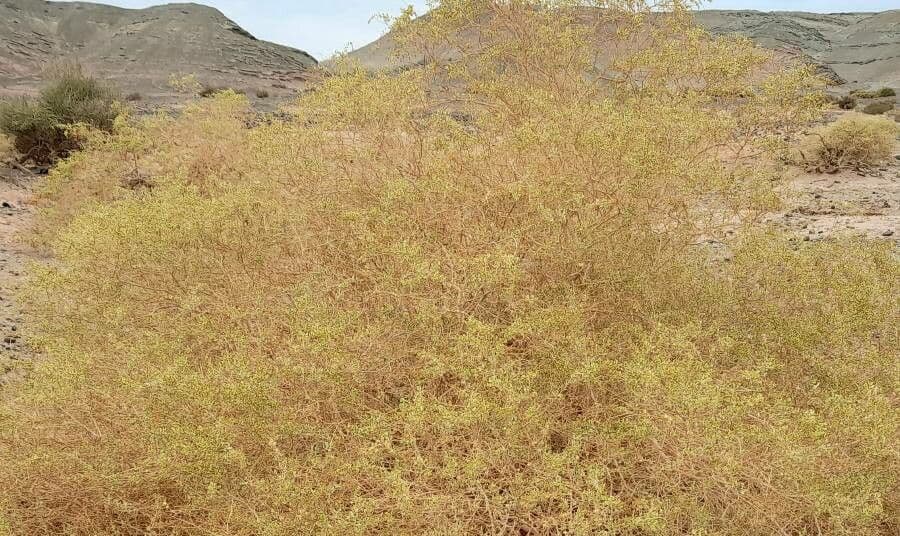 Atriplex