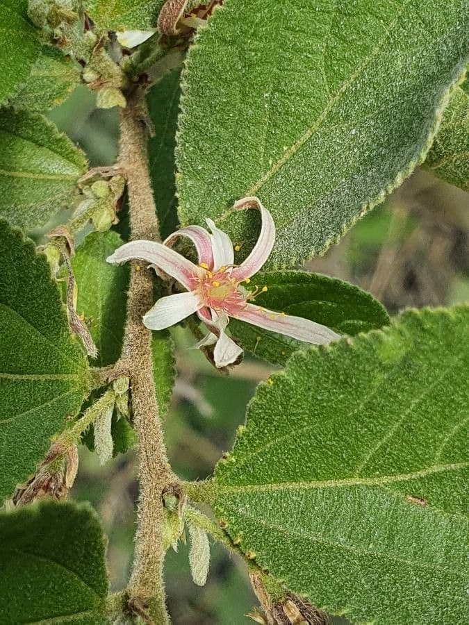 Grewia 5
