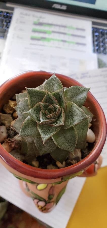 Echeveria 11