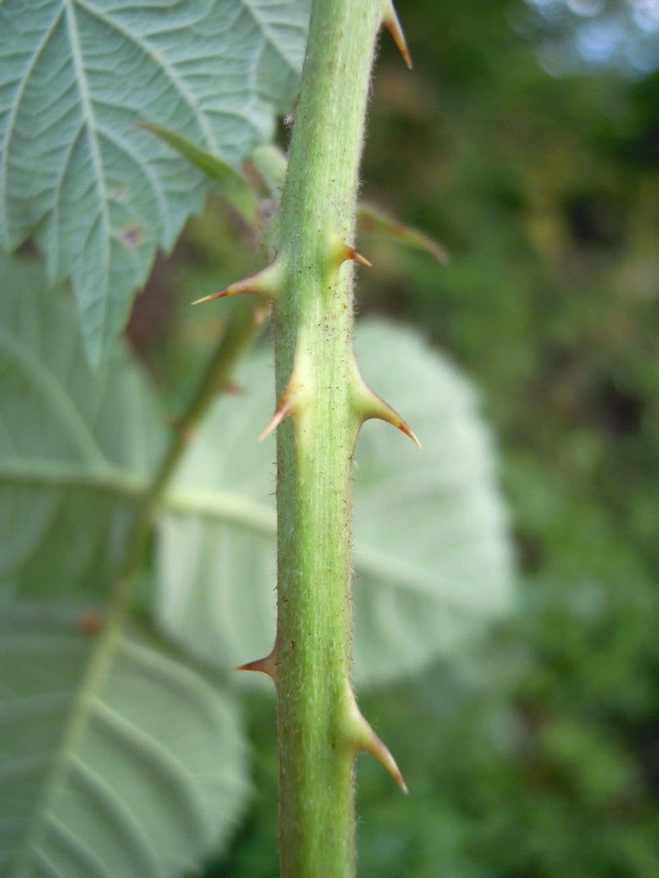 Rovo 9