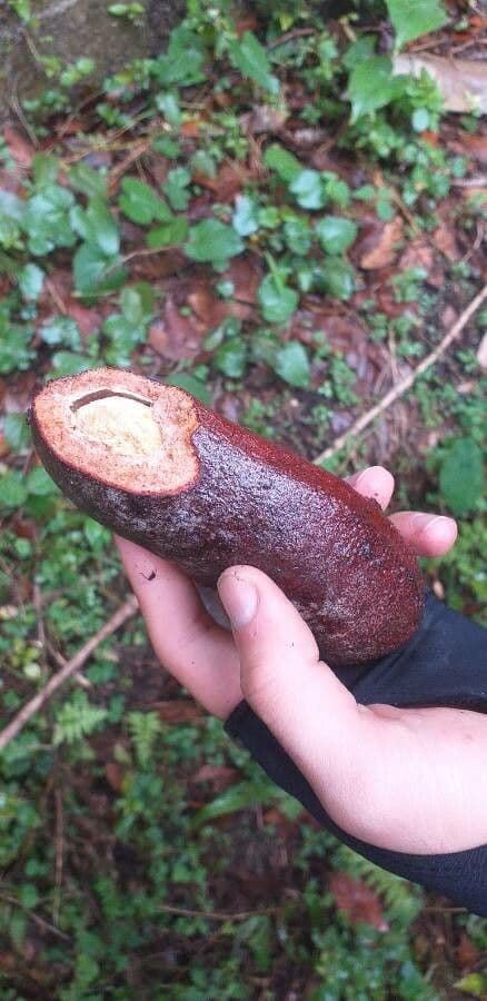 Hymenaea courbaril 3