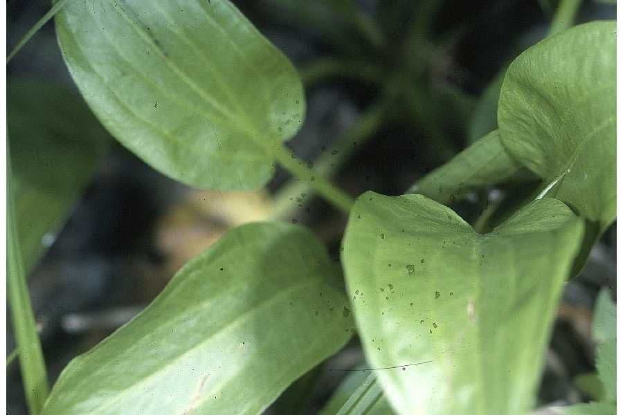 Alisma subcordatum 14