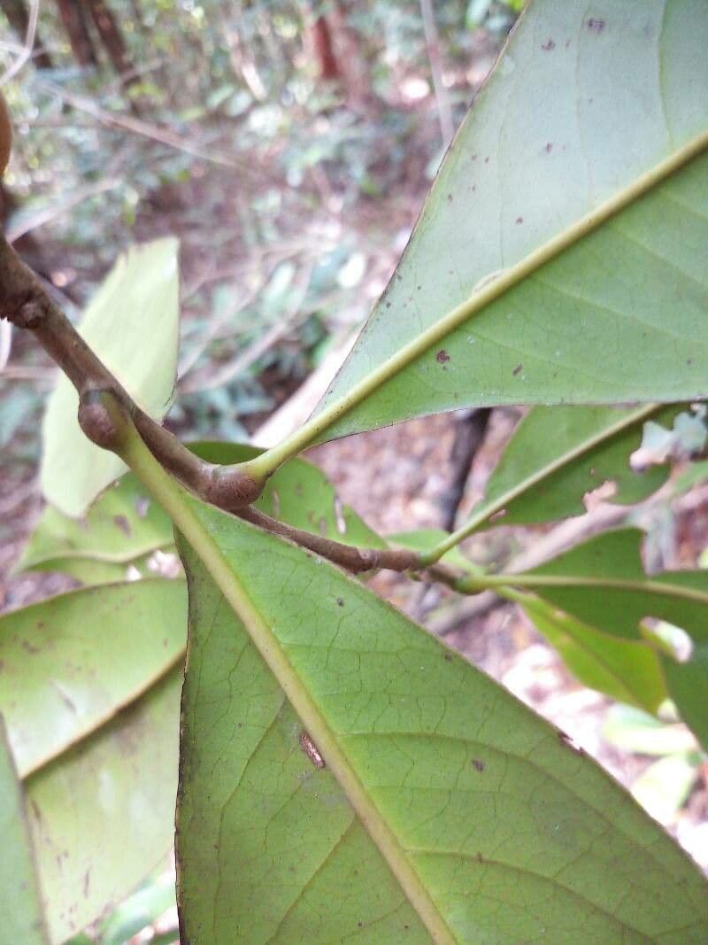 Ixonanthes 2