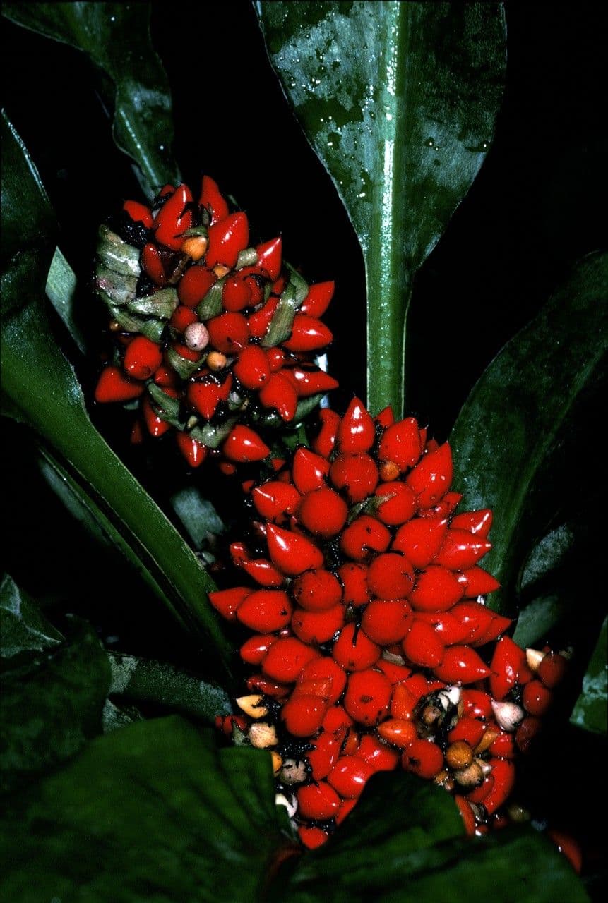 Palisota