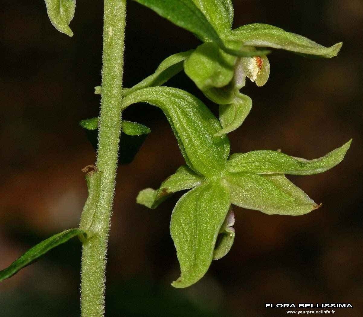 Epipactis leptochila 4