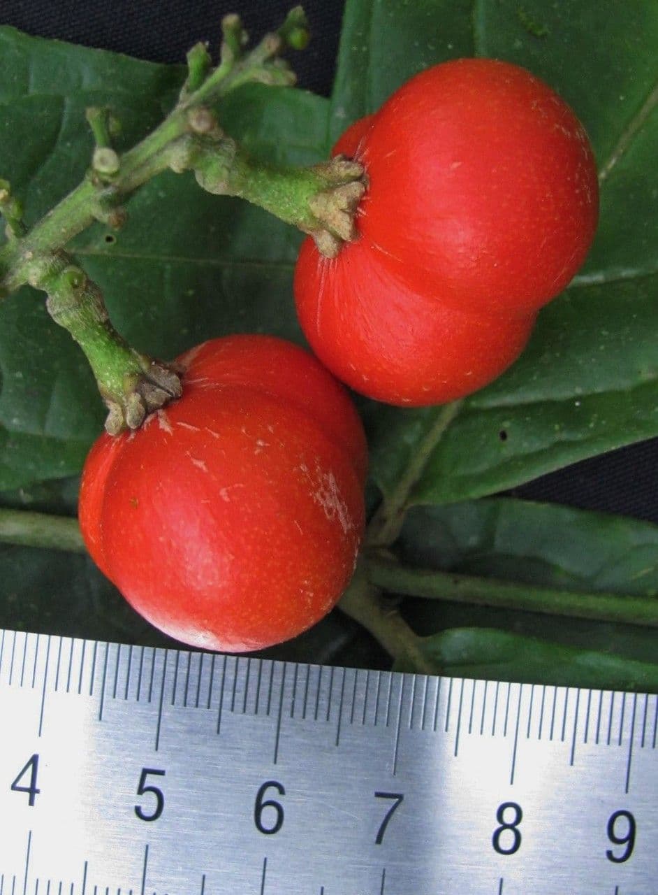 Bunchosia