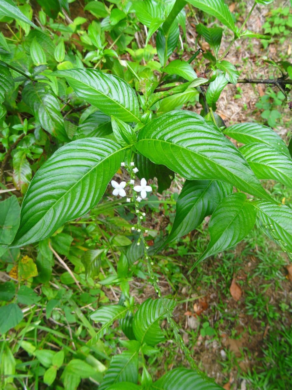 Borstige Gonzalunia 11