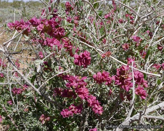 Grayia spinosa 12