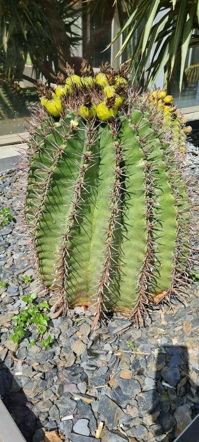Cactus a botte uncino 23