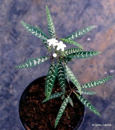 Psicotria 10