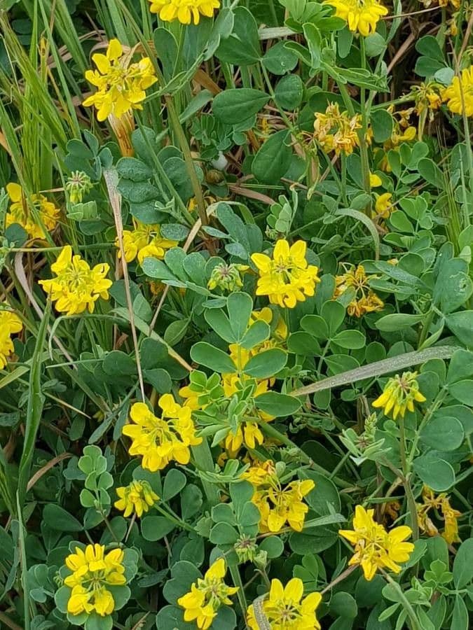 Coronilla coronata 10