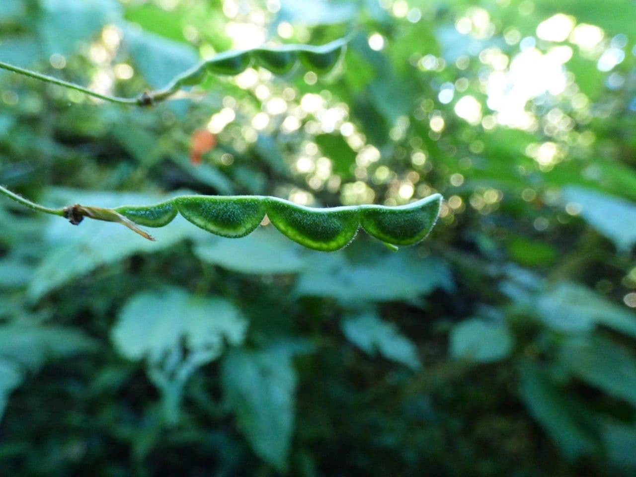 Hylodesmum 3