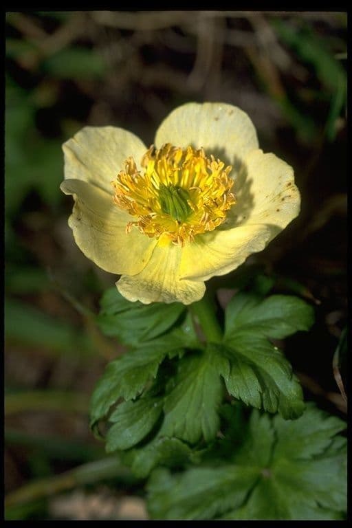 Trollius americano 2