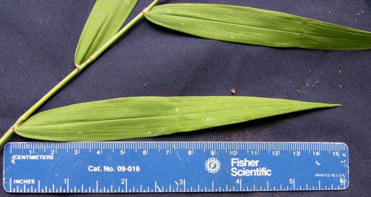 Isachne arundinacea 7